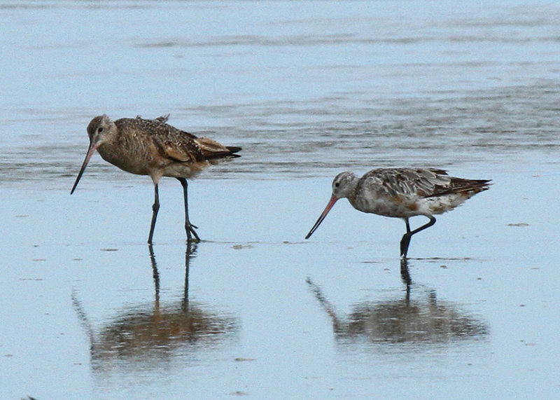 Bar-tailed Godwit, Oso Bay, Corpus Christi, TX