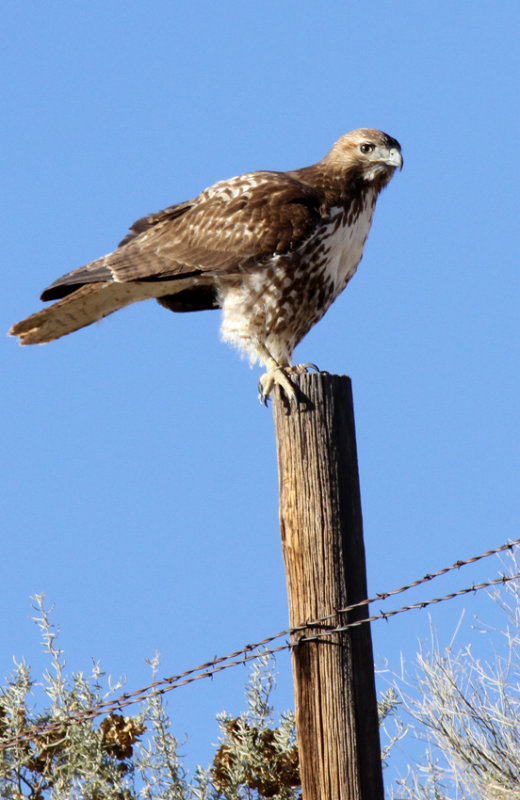 Red-tailed Hawk