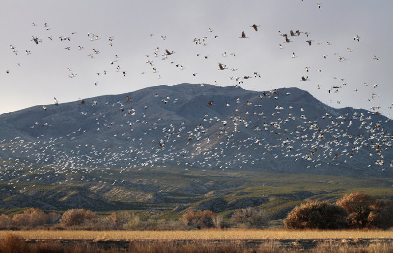 Cranes and Geese Bosque 