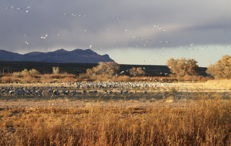 Sandhill Cranes