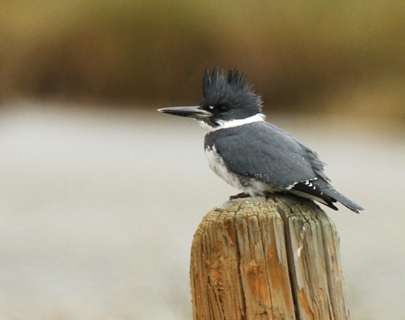 Belted Kingfisher at Hazel Bazemore, Corpus Christi