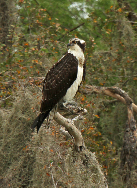 Osprey, Hazel Bazemore, Corpus Christi