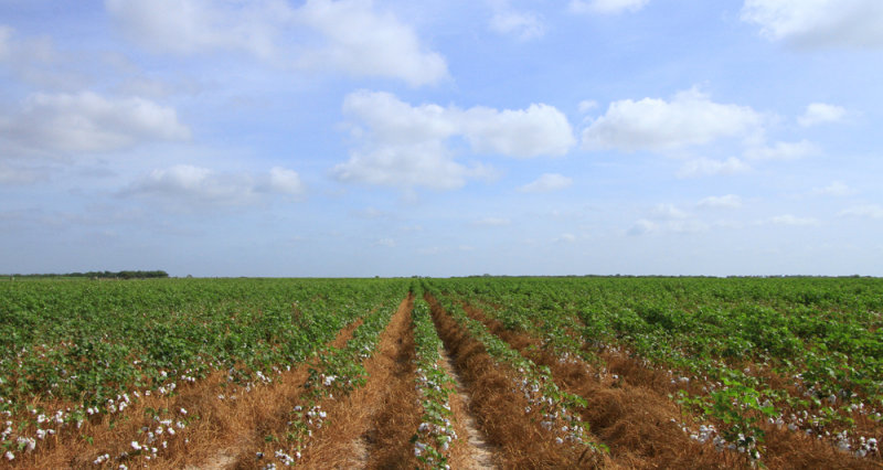 Cotton Field in Hargill, Tx