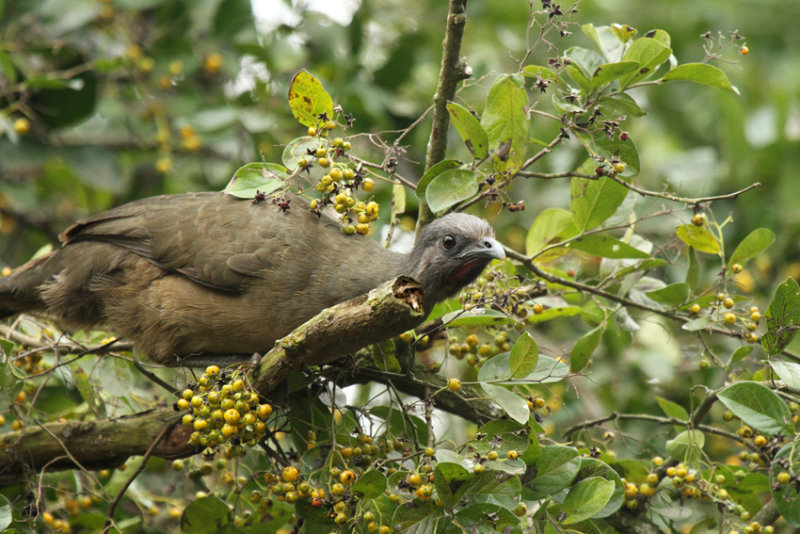 Chachalaca, Estero Llano Grande State Park