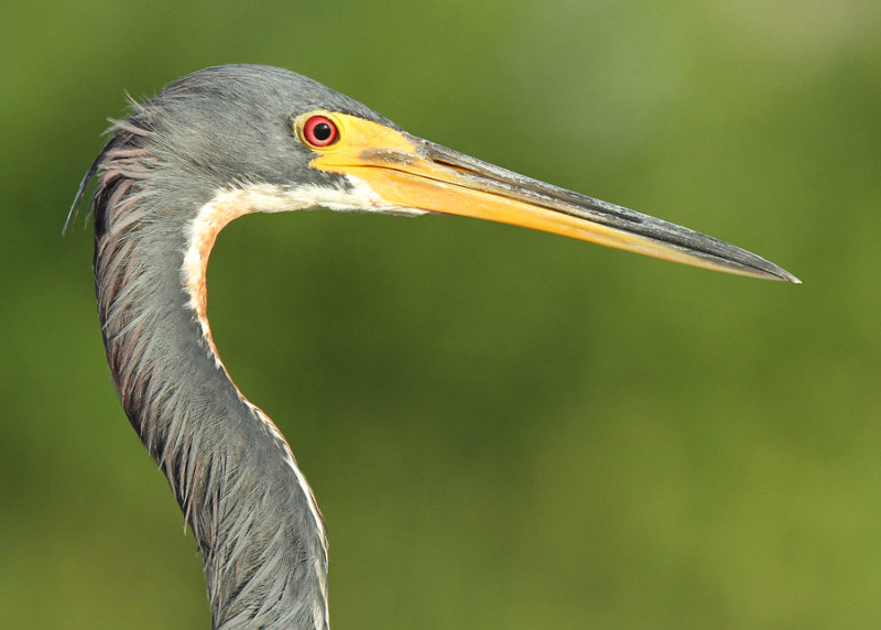 Tai-Colored Heron, Port Aransas