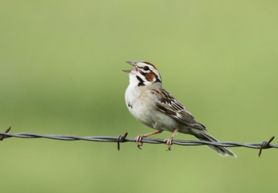 Lark Sparrow, Henderson County
