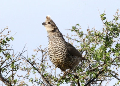 Scaled Quail, Post Road, Marathon, Texas