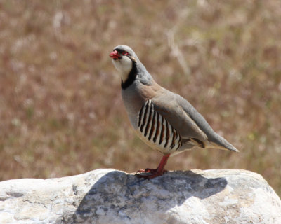 Chukar, Antelope Island