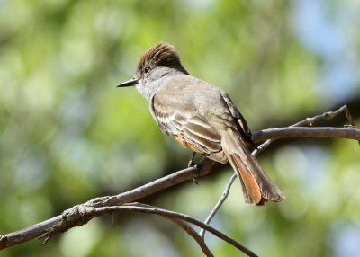 Ash-throated Flycatcher, Rio Grande Nature Center, Albuquerque, NM