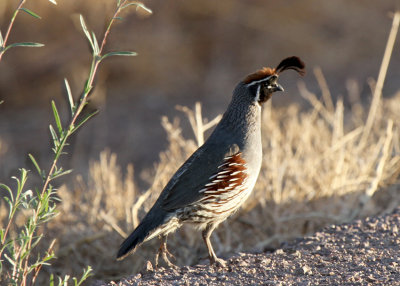 Gambel's Quail, Bosque del Apache