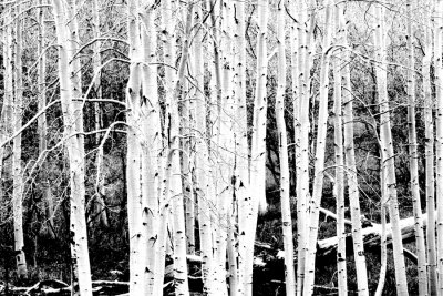 White Birch, Monticello, Utah