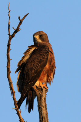 Swainson's at Sunset, McKay Creek NWR, OR