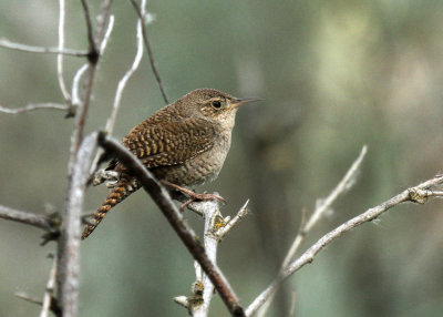 House Wren, Cold Springs NWR, OR