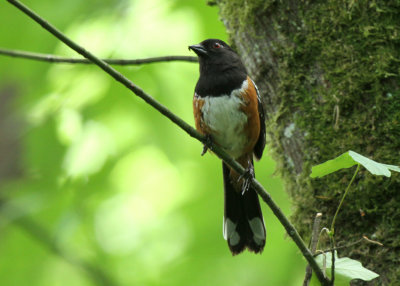Spotted Towhee