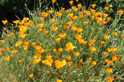 California Poppies