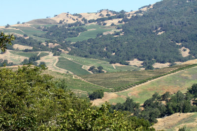 Napa Vineyards