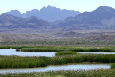 Cibola NWR, AZ