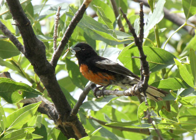 Painted Redstart, Chiricahua National Monument, AZ