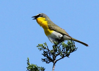 Yellow-breasted Chat, South Llano River SP, Junction, TX