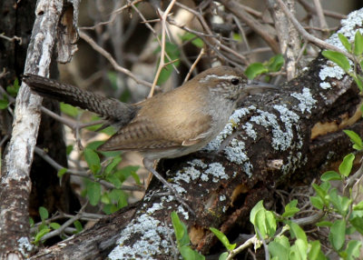 Bewick's Wren, Ft. Clark Springs, TX