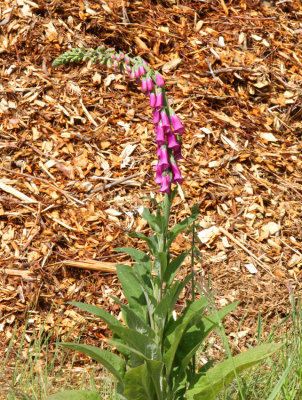 Foxglove, Leaburg Fish Hatchery
