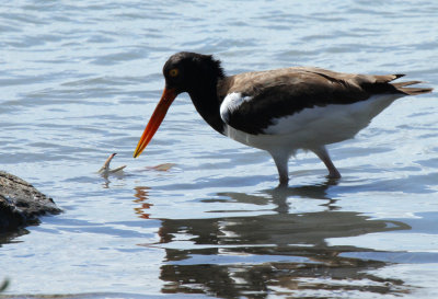 Oystercatcher with Crab, Port Aransas