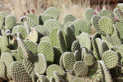 Cactus Garden at Visitor Center