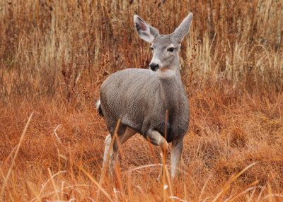 Mule Deer at Bosque