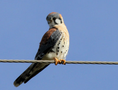 American Kestrel, Santa Ana NWR