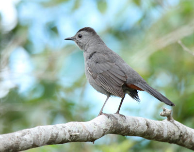 Gray Catbird, South Padre Island Birding Center