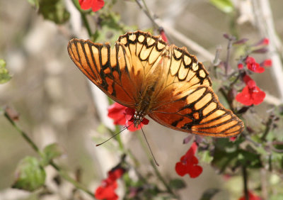 Mexican Silverspot, National Butterfly Garden