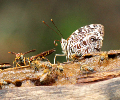 Blomfild's Beauty, Estero Llano Grande SP