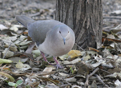 White-tipped Dove, National Butterfly Center
