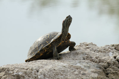 Red-eared Slider, Estero Llano Grande