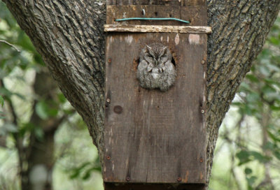 Eastern Screech Owl, Estero Llano Grande