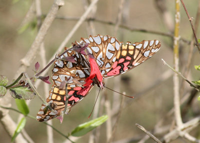Mexican Silverspot, National Butterfly Garden