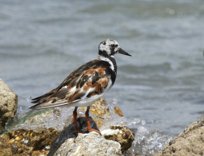 Ruddy Turnstone, Port Aransas