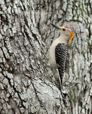 Golden-fronted Woodpecker, Rose Hill Cemetery, CC