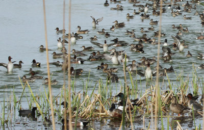 Turnbull Birding Center, Port Aransas