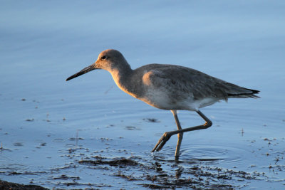 Willet, Packery Channel