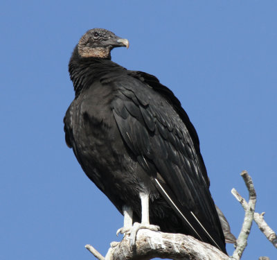 Black Vulture, Jackson Nature Park, Stockdale