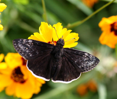 Funeral Duskywing