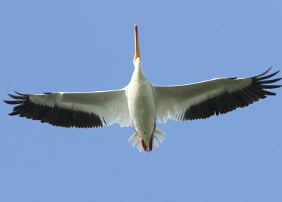 American White Pelican Overhead at Mitchell Lake Audubon Center