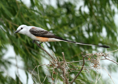 Scissortail Flycatcher, Mitchell Lake Audubon Center