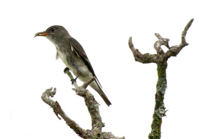 Olive-sided Flycatcher, Bracken Cave Preserve