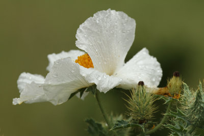 White Prickly Poppy 