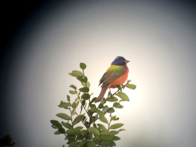 Digiscoped Painted Bunting