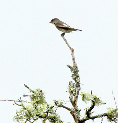 Olive-sided Flycatcher with Field Mark 