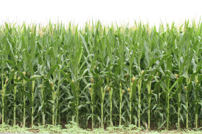 Cornfield,  Bexar County