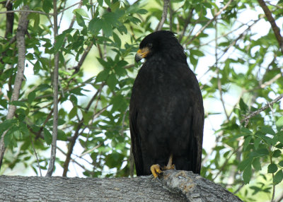 Common Black Hawk, Rio Grande Village 